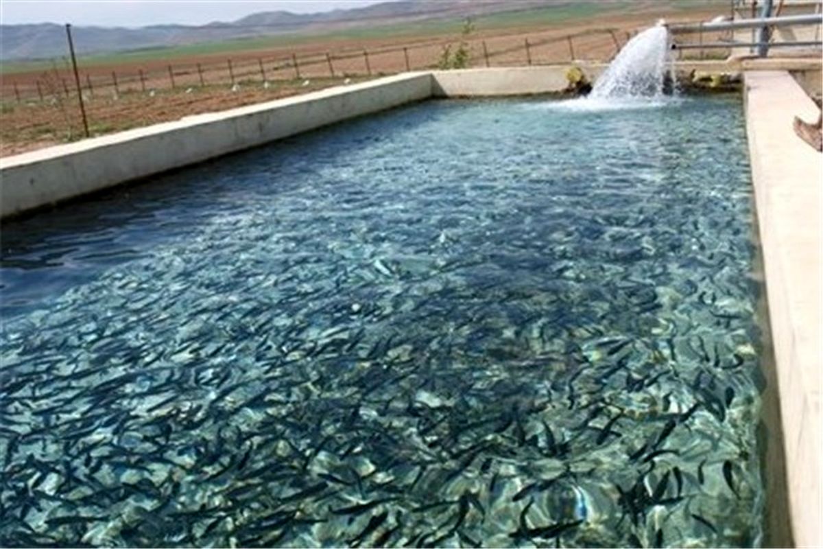 بیش از ۱۵۰۰ تن ماهیان سردآبی در استخرهای پرورشی البرز تولید شده است