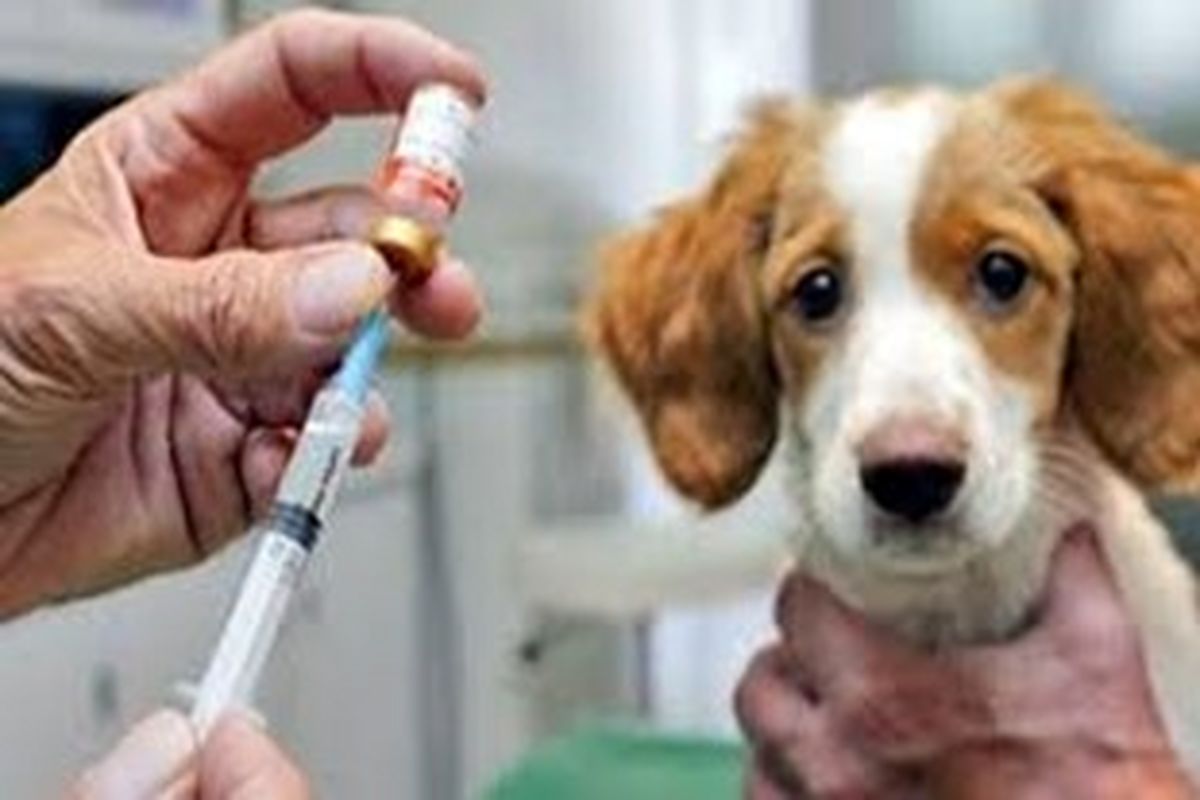انجام واکسیناسیون و قلاده‌گذاری رایگان حیوانات خانگی در زاهدان