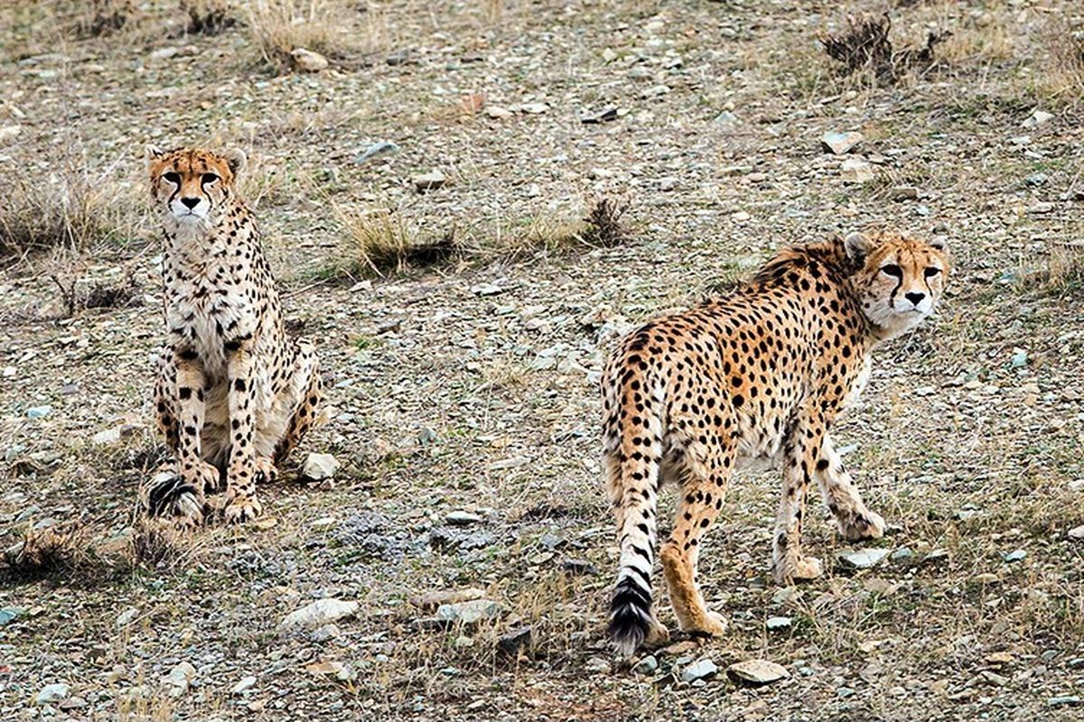 کمپین حمایتی هدیه تهرانی از یوزپلنگ ایرانی به خط پایان رسید/ مشاهده دو یوزپلنگ در منطقه امن شده