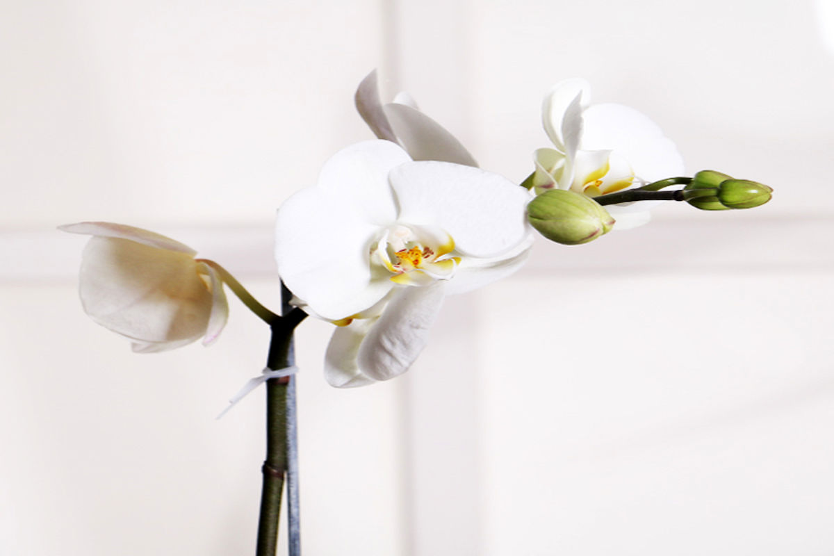 اختراع سرنگ تلقیح گل ارکیده توسط زوج مخترع دهلرانی