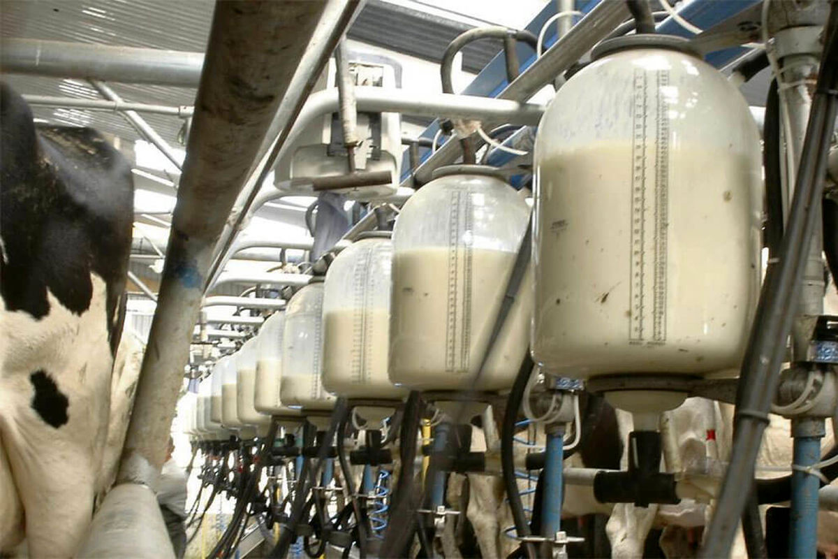۱۰ درصد شیر کشور در واحدهای دامی بنیاد مستضعفان تولید می شود