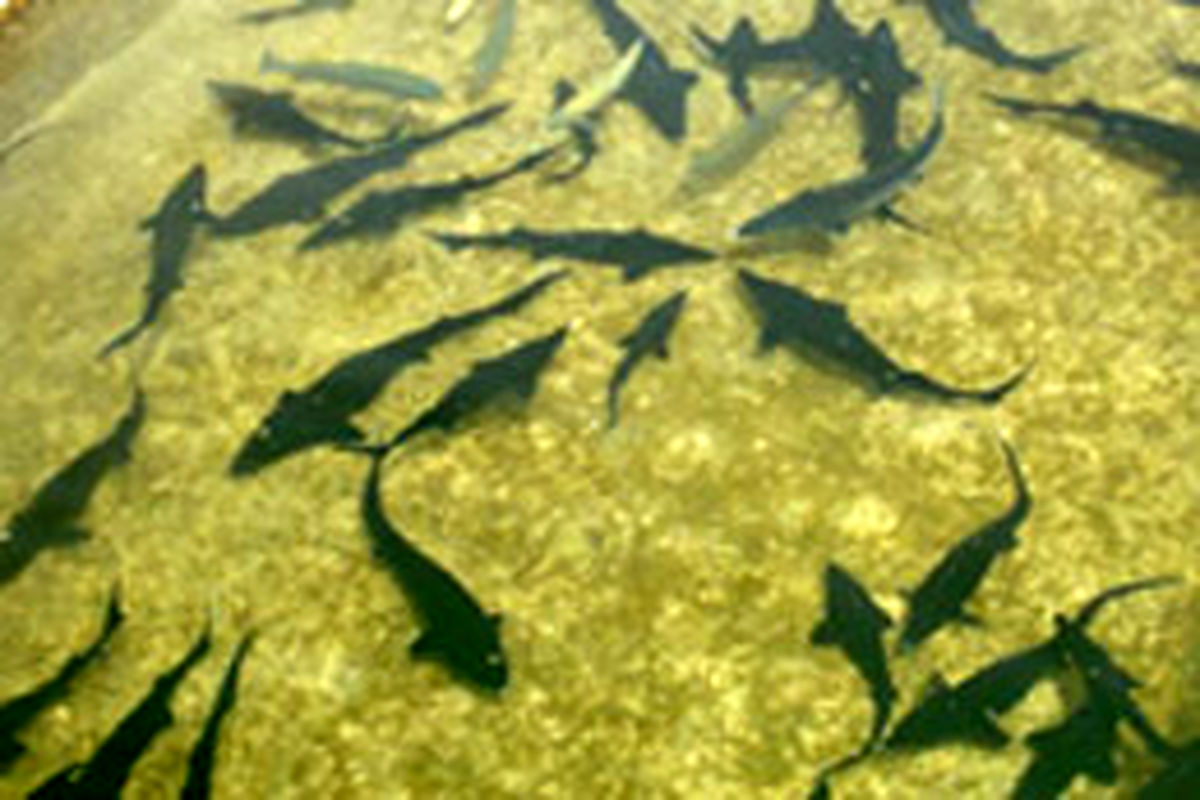 پیش بینی امکان تولید ۴ هزار و ۵۰۰ تن ماهی خاویاری در قفس در سد کارون۳