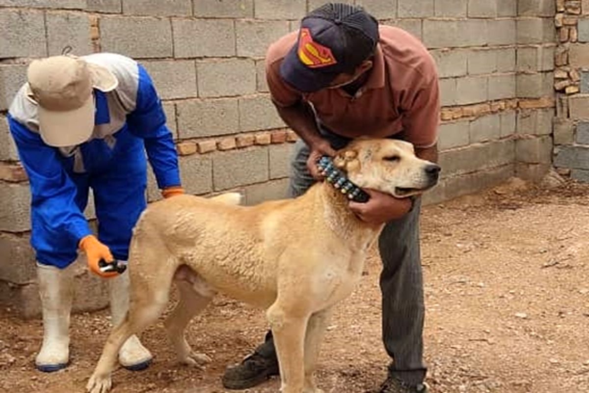رشد ۵۵ درصدی واکسیناسیون هاری سگ های صاحبدار در خوزستان