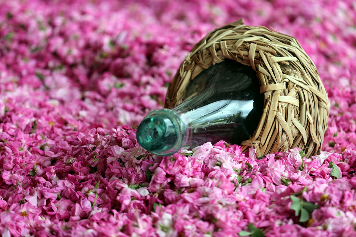 افزایش ۸۸ درصدی تولید گل محمدی در ایران/ صادرات ۶ تن اسانس گل محمدی در سال گذشته