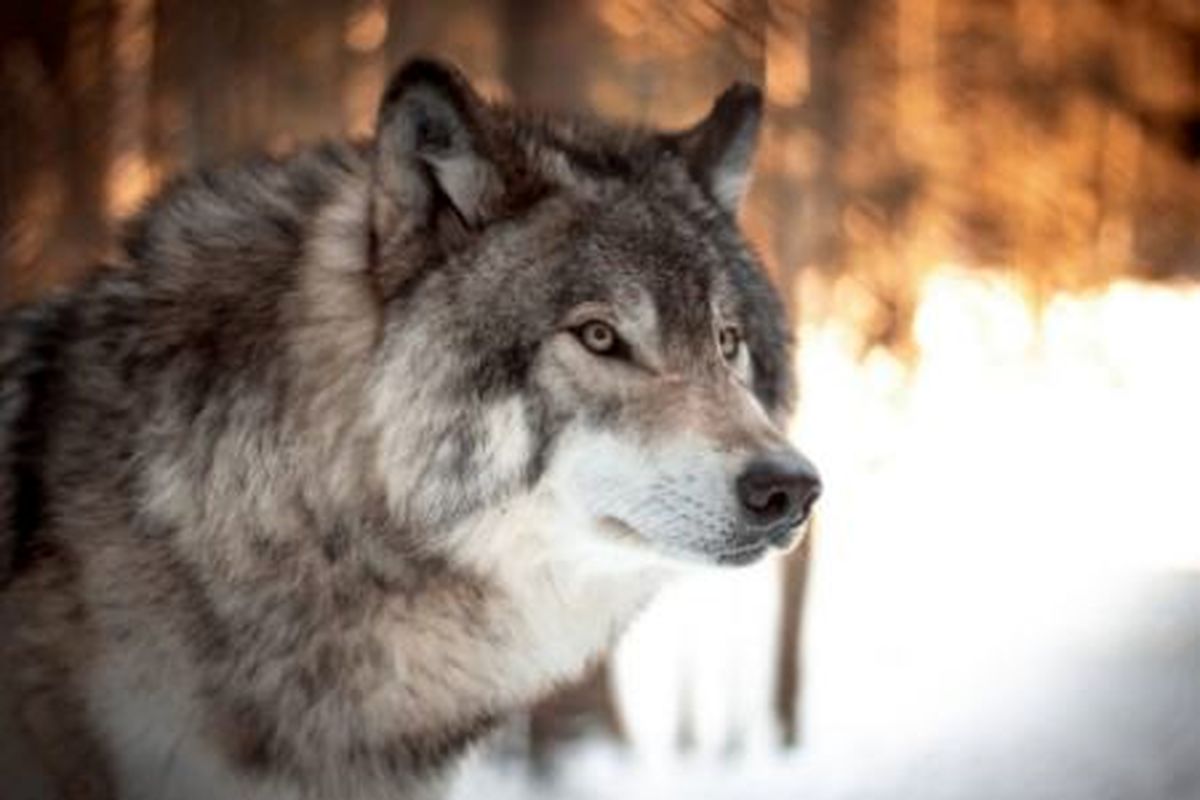 آیا گرگ‌ها می‌توانند صدای انسان‌ها را تشخیص دهند؟