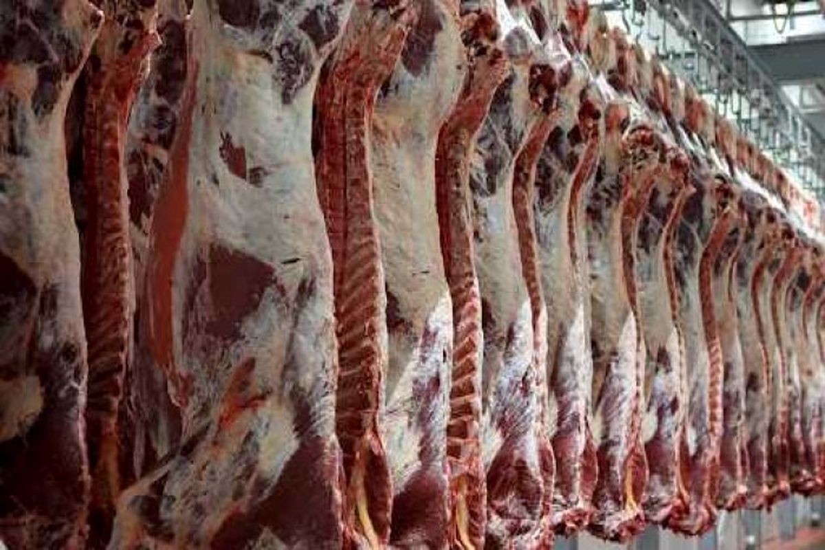 ورود روزانه ۴ تا ۵ هزار لاشه گوشت گوسفندی برای تنظیم بازار/ واردات گوشت تا کاهش قیمت بازار داخلی ادامه دارد