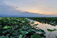 حماية المستنقعات الطبيعية بالاعتماد على المعارف المحلية والتعاون الدولي