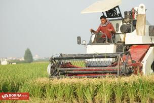 Golden Fields of the North of Iran: A Glimpse into Rice Harvest Season in Mazandaran