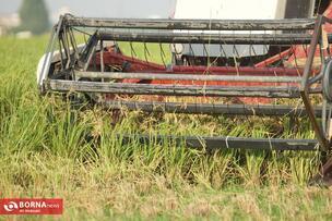 Golden Fields of the North of Iran: A Glimpse into Rice Harvest Season in Mazandaran