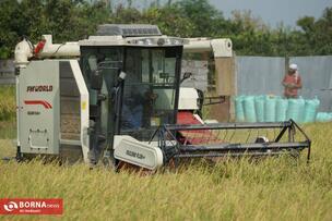 Golden Fields of the North of Iran: A Glimpse into Rice Harvest Season in Mazandaran