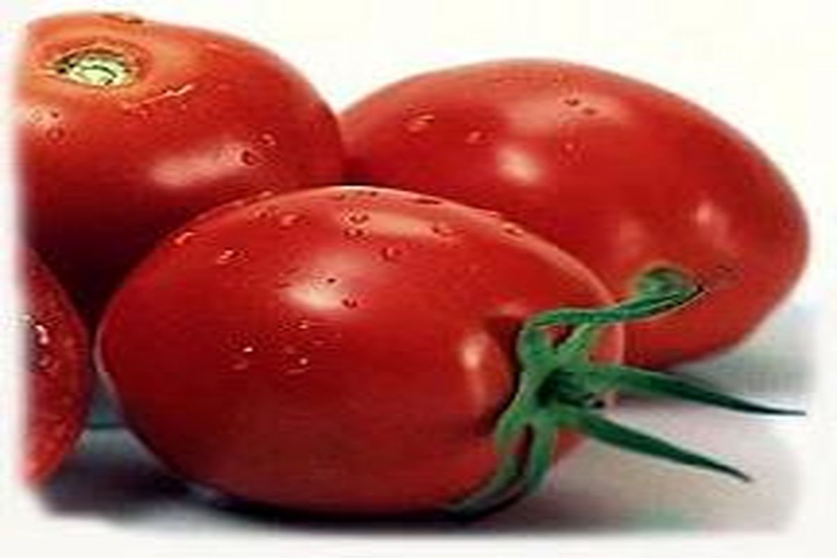 کشت نشای گوجه فرنگی استاندارد در آبیك
