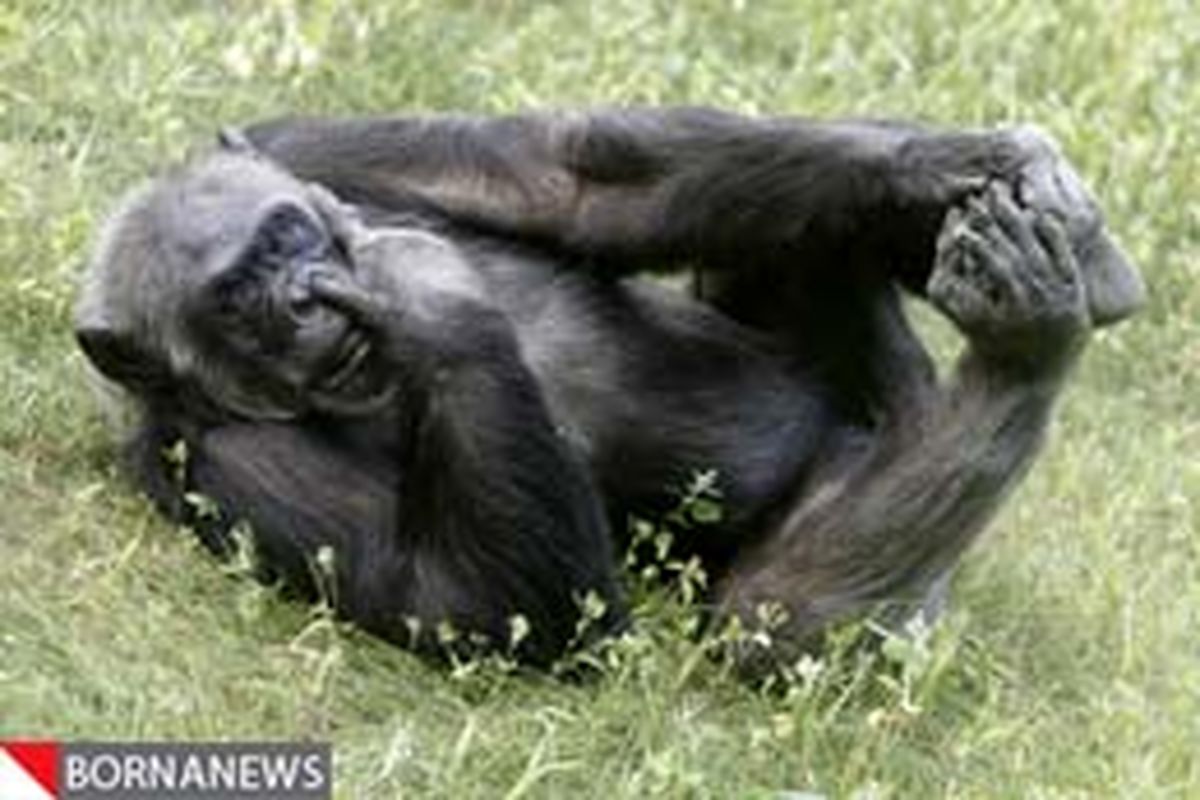 شمپانزه‌های آزمایشگاهی از بازنشستگی لذت می‌برند + تصاویر