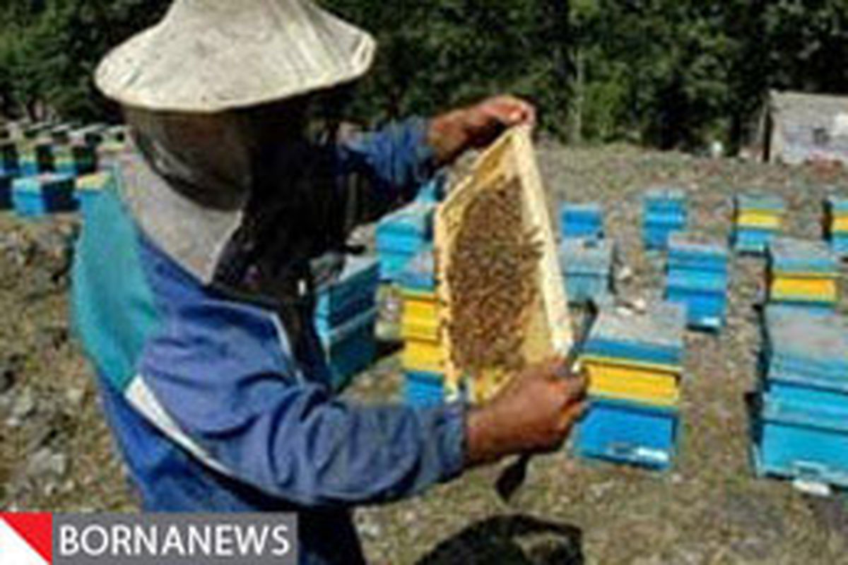 آمارگیری سراسری از زنبورستان‌های استان