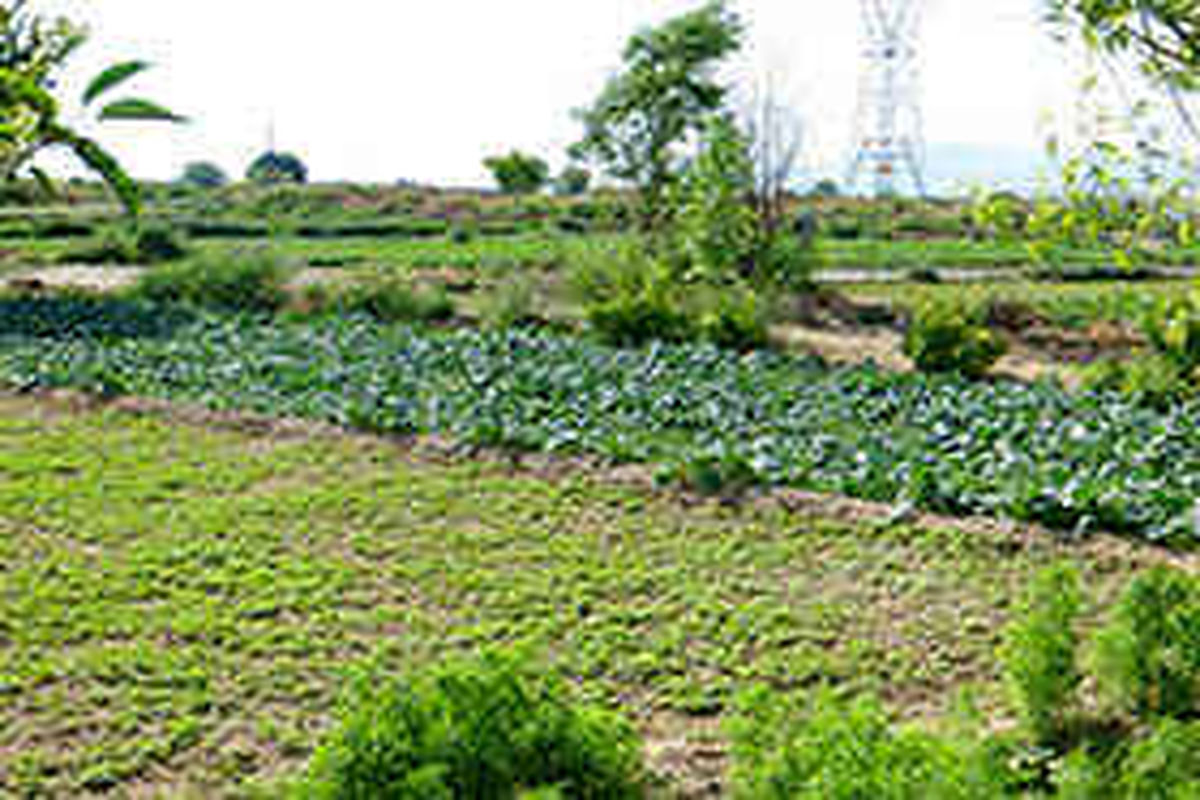 بخش کشاورزی برای توسعه استان مهم است