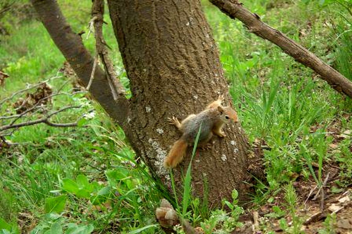 رها سازی یک قطعه سنجاب ایرانی در منطقه کوران مهاباد