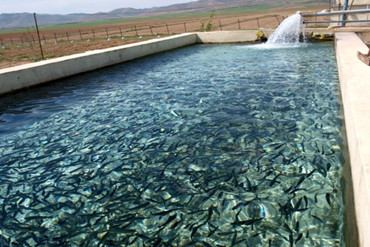 تولید ۲۶۶۰ تن ماهی سردابی در سال گذشته توسط استان قزوین