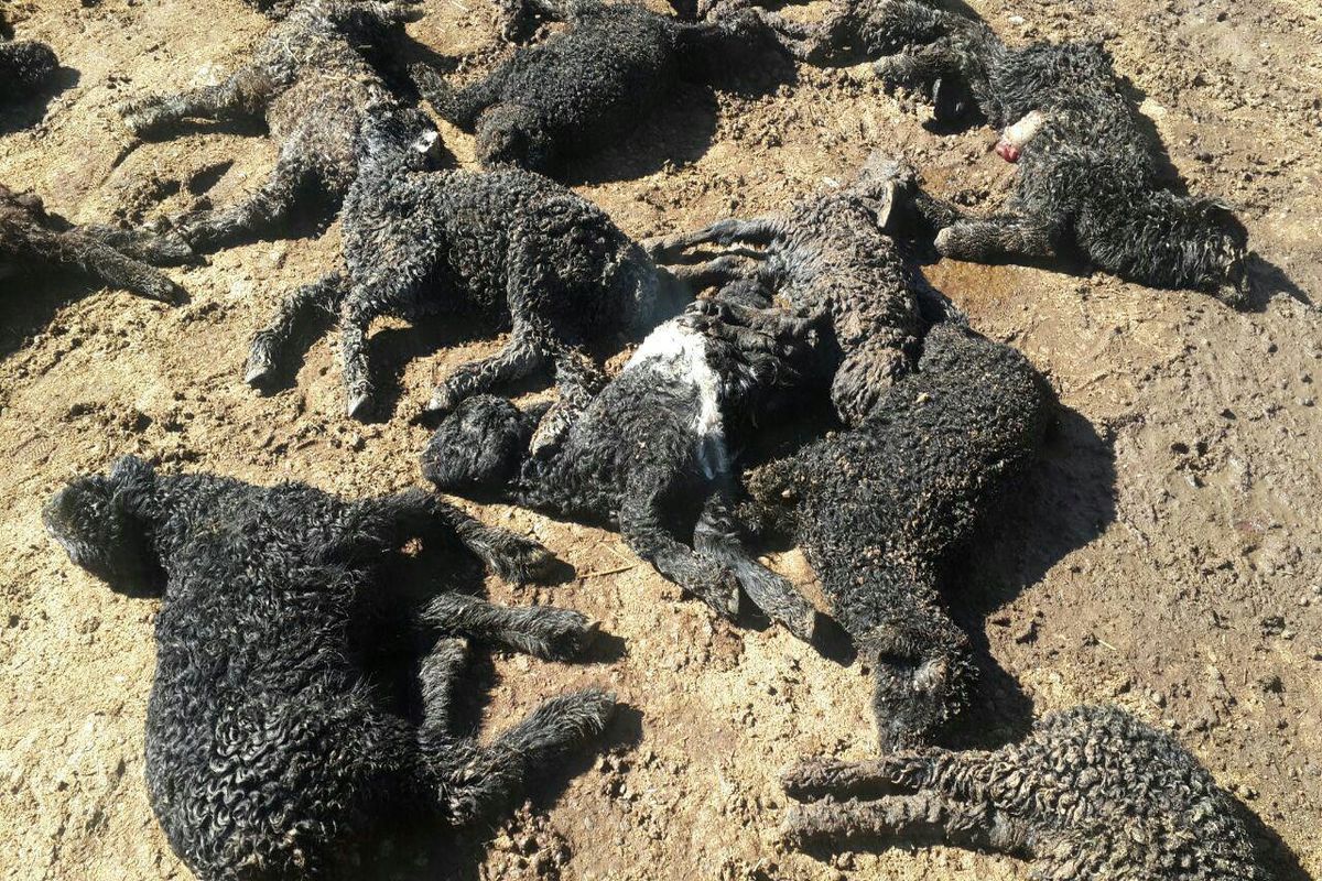 حمله گرگ ها و دریدن ۶۰ راس گوسفند در فسا
