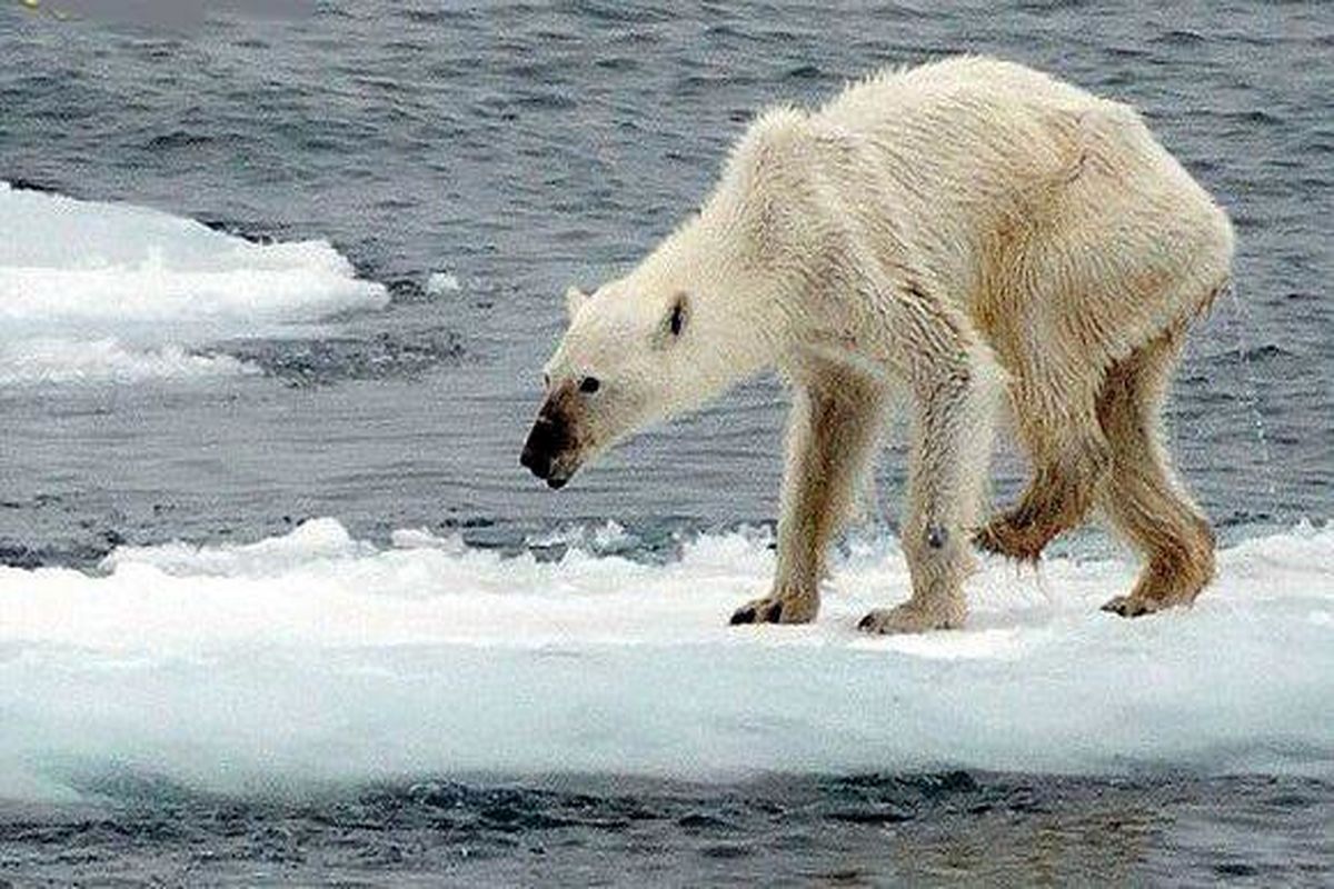 تصویری تکان دهنده از سوء تغذیه یک خرس قطبی