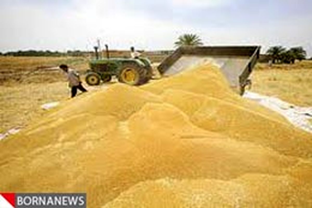ورود گندم به کارخانجات خوزستان باید با شناسنامه کیفیت باشد