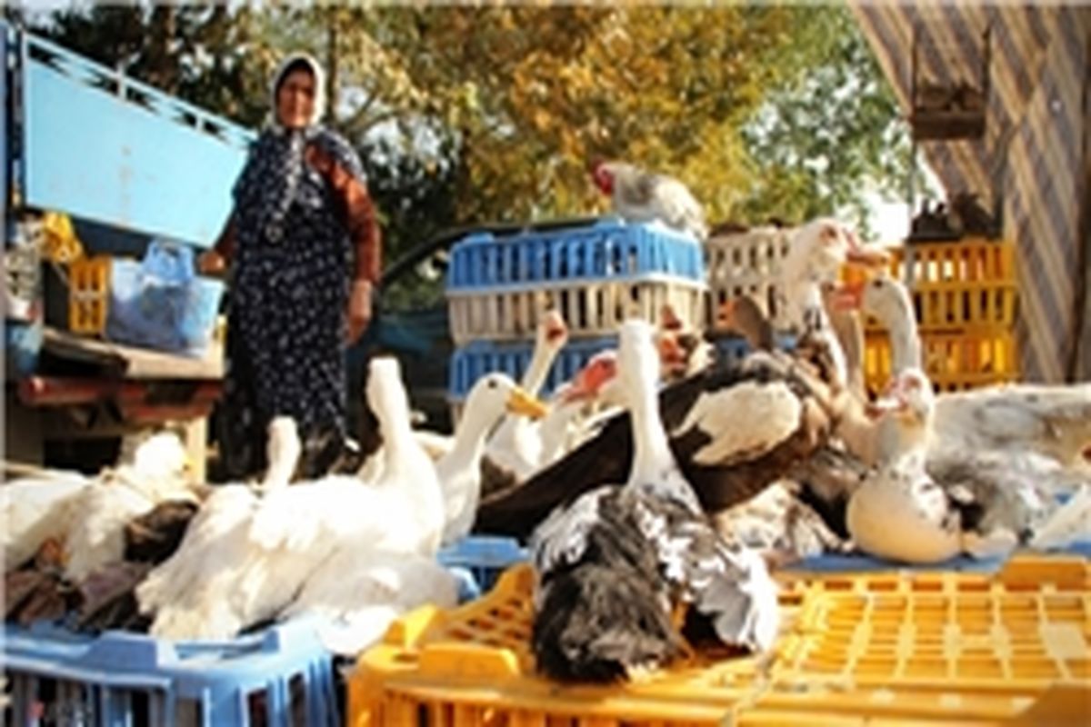 پنج‌شنبه بازار بندرلنگه راه‌اندازی می‌شود