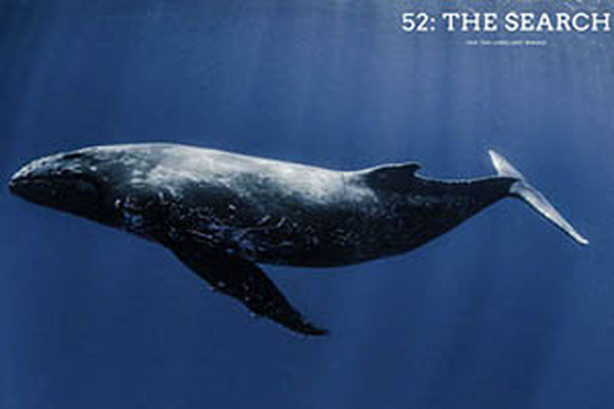 داستان عاشقانه واقعی تنهاترین نهنگ روی زمین