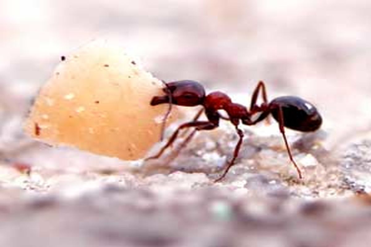سوالی که پیامبر خدا از یک مورچه پرسید