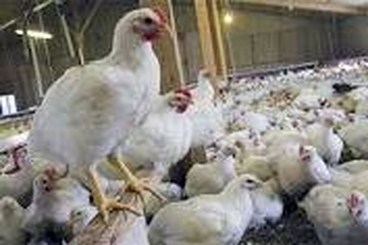 ۲۰ هزار تن مرغ مازاد در استان همدان تولید می شود
