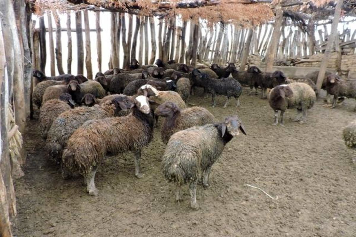 سارقان گوسفندان دستگیر شدند