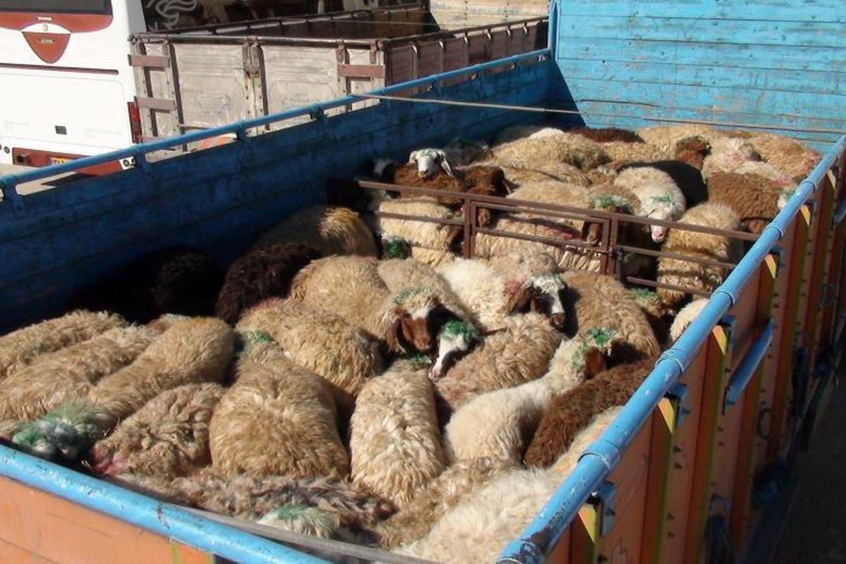 کشف ۱۶۰ راس گوسفند قاچاق در محور مهاباد- سردشت