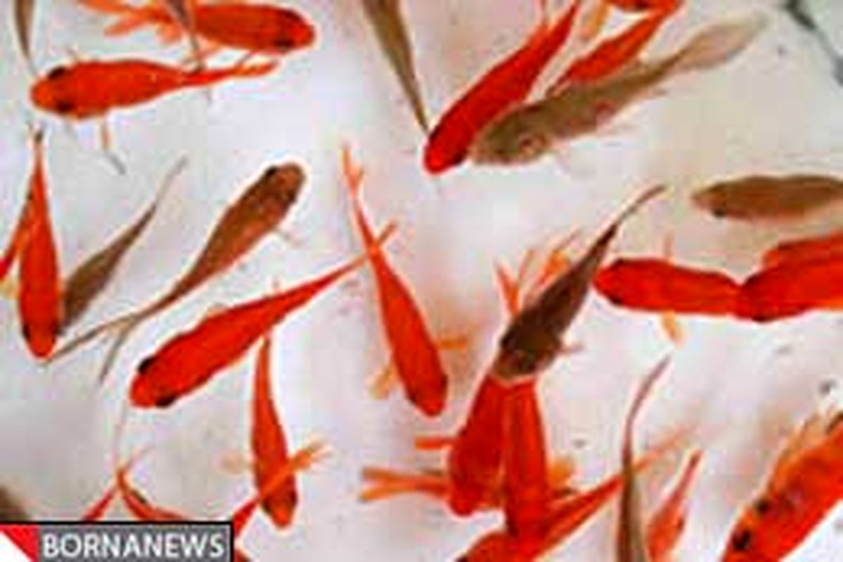 نظارت بر توزیع ۶ میلیون قطعه ماهی قرمز