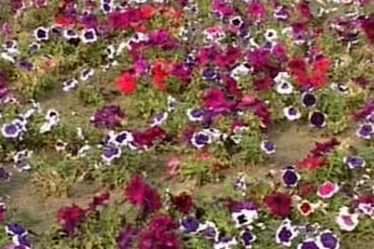 بیش از ۷۰۰ هزار بوته گل زینتی در بندرعباس کاشته شد