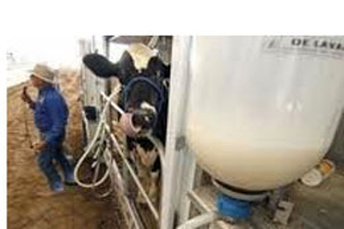 استان همدان رتبه نهم تولید شیر کشور را دارد
