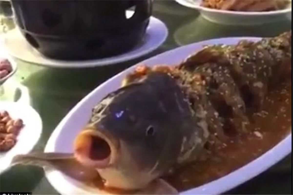 زنده‌شدن ماهی در ظرف غذای یک مَرد
