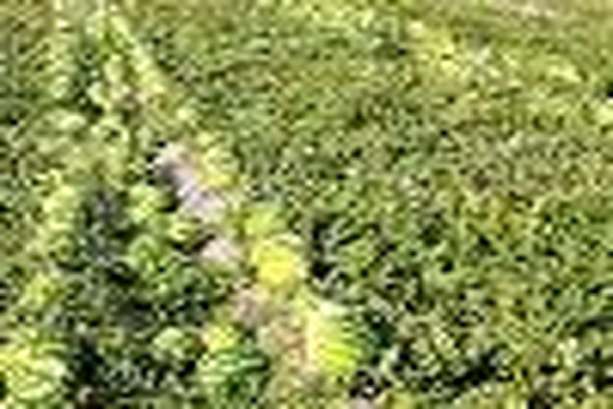کاشت هندوانه پیوندی در حاجی آباد