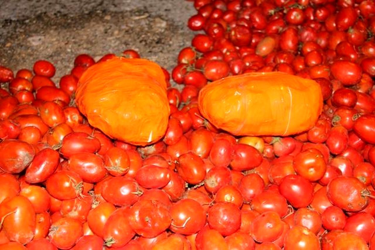۱۵۳ کیلو تریاک و مرفین در بار گوجه فرنگی کشف شد