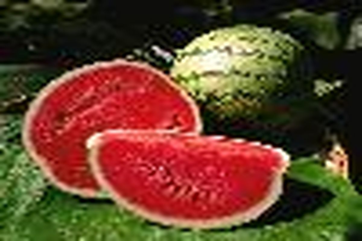 میناب رتبه اول تولید هندوانه را به خود اختصاص داده است