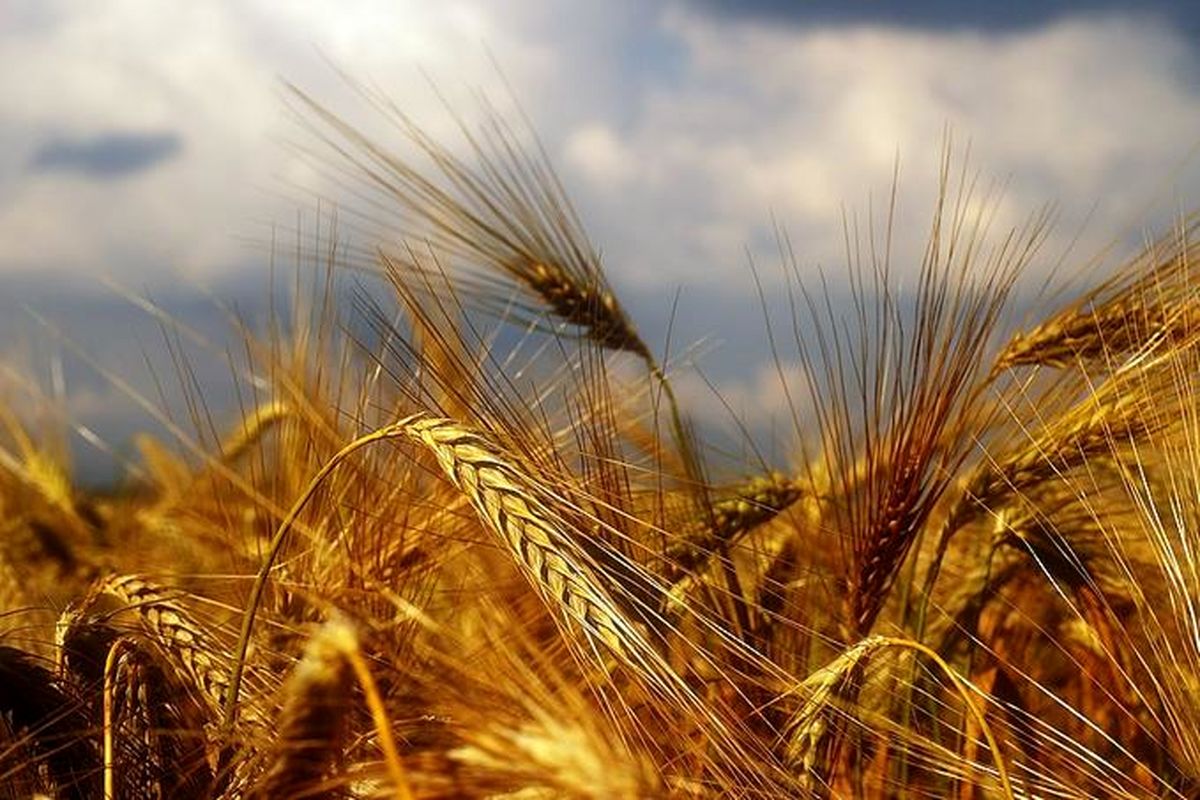 خریداری ۱۳۰ هزار محموله گندم به ارزش ۱۰ هزار میلیارد ریال از کشاورزان
