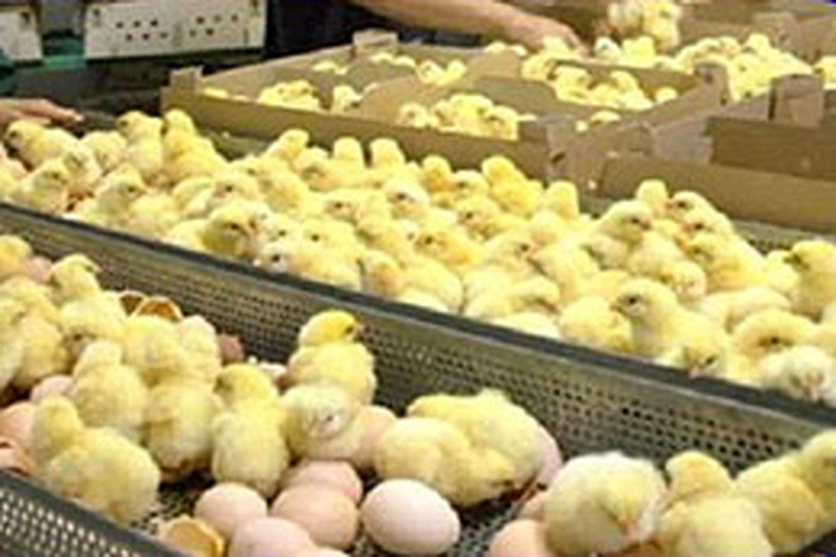 افزایش ۲۴ درصدی جوجه ریزی مرغداری های گوشتی همدان
