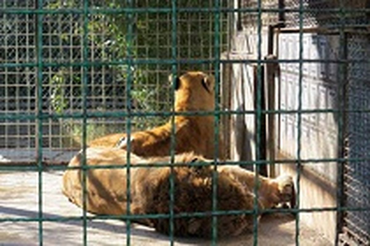 باغ وحش وارونه + تصاویر