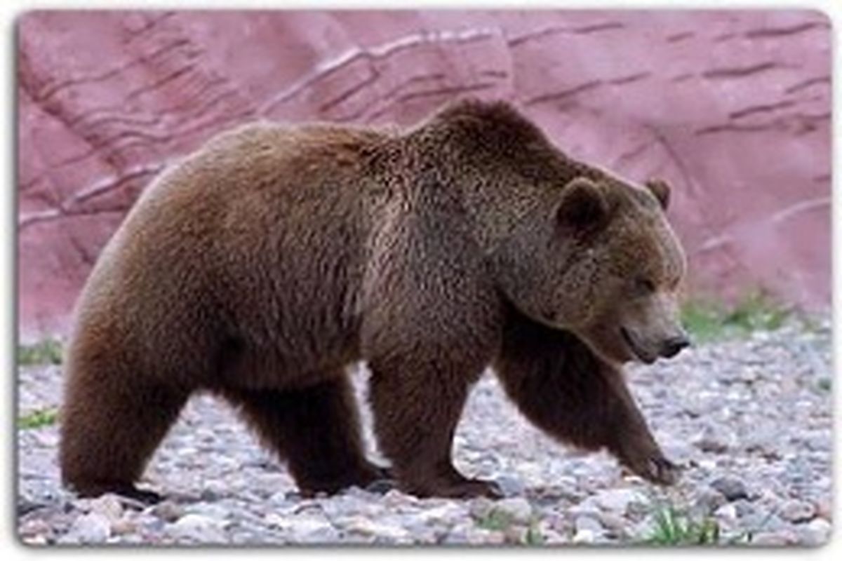 این خرس قهوه ای و توله هایش در سمنان زندگی می‌کنند + عکس