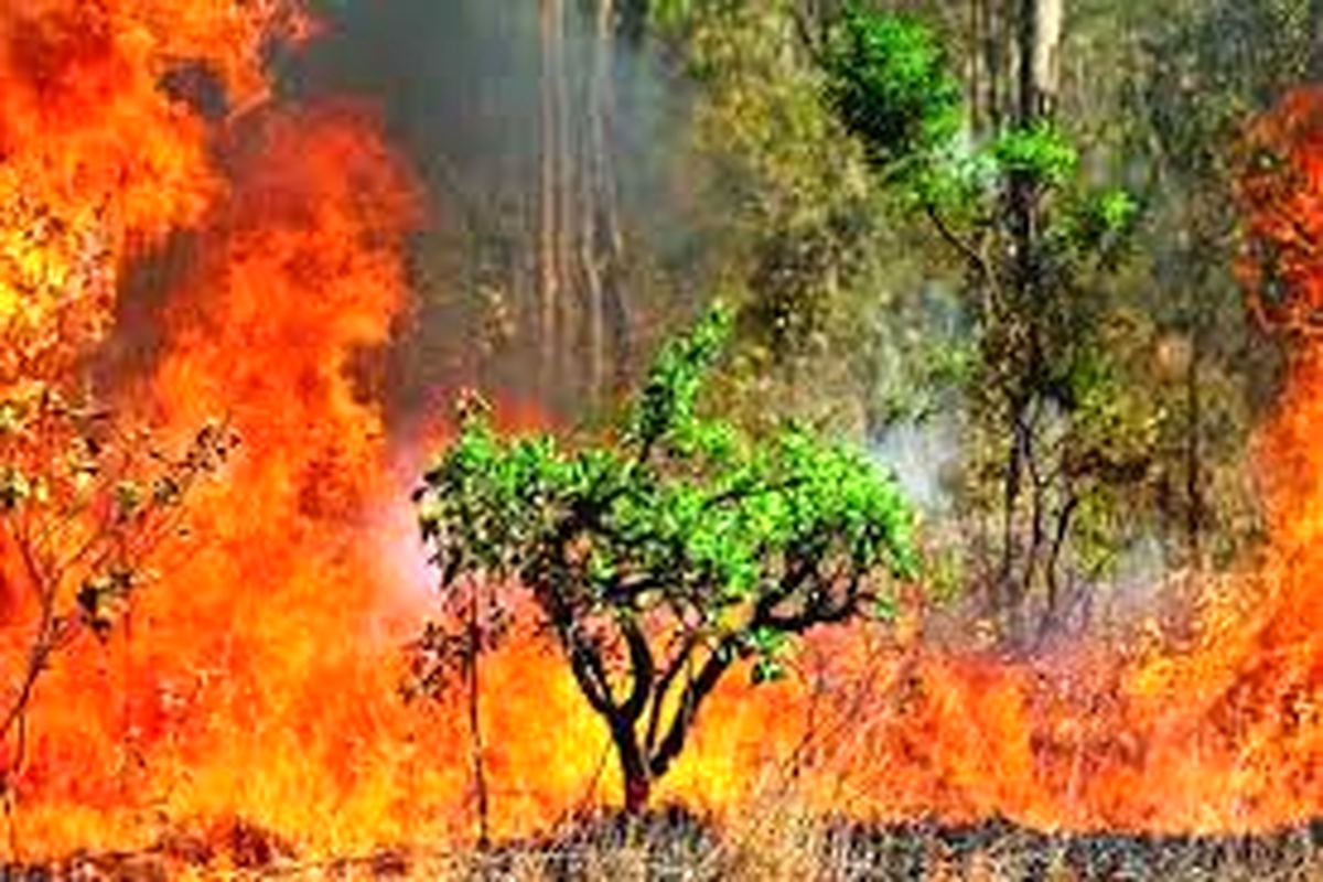 آتش جنگل های آمل کنترل شد