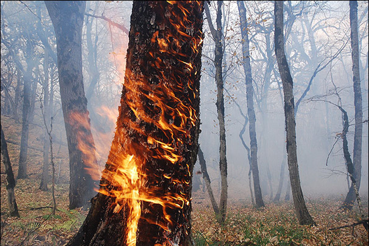 جنگل های کوه بال سبز در استان فارس طعمه آتش شدند