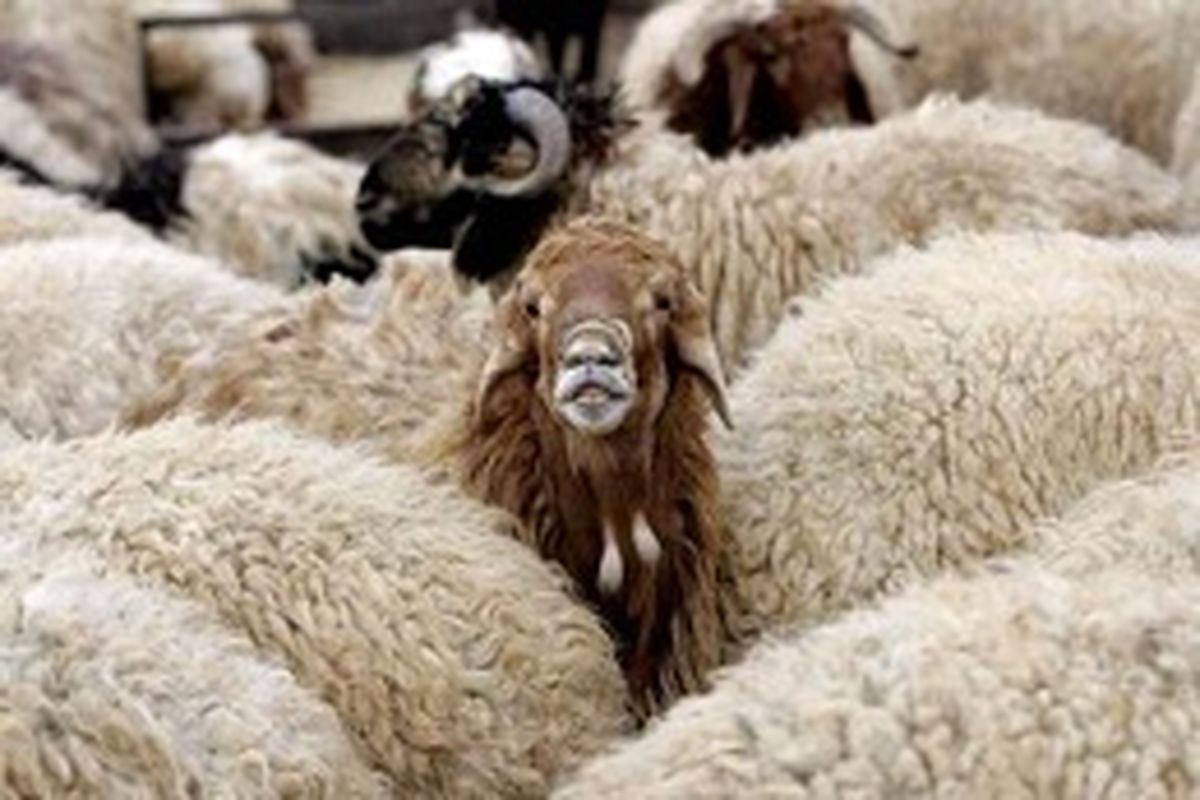 مسابقه گوسفند دوانی در اسکاتلند +عکس