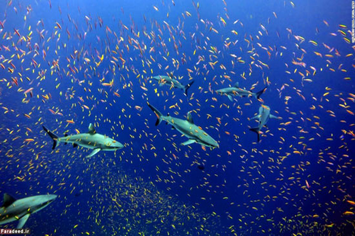 موجوداتی زیبا با خاصیت زیست‌تابی +عکس