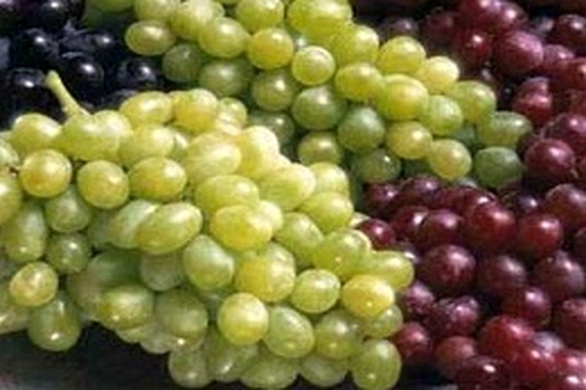 پیش‌ بینی تولید ۳۴۹ هزار تن انگور در استان همدان