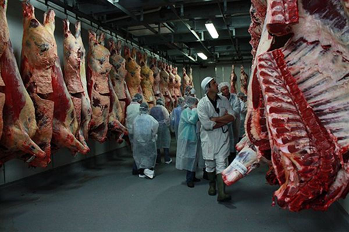افزایش تولید گوشت قرمز  در کشور
