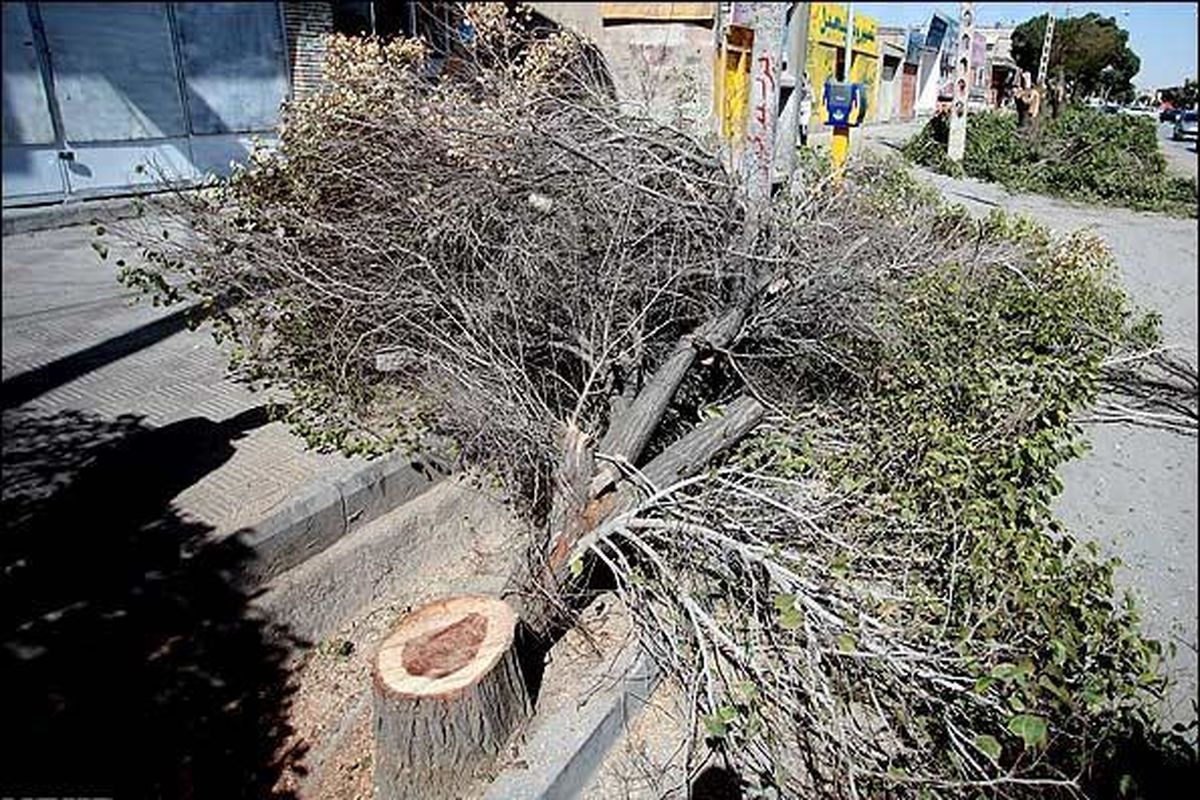 واکنش رئیس شورای شهر میناب به قطع درختان سطح شهر