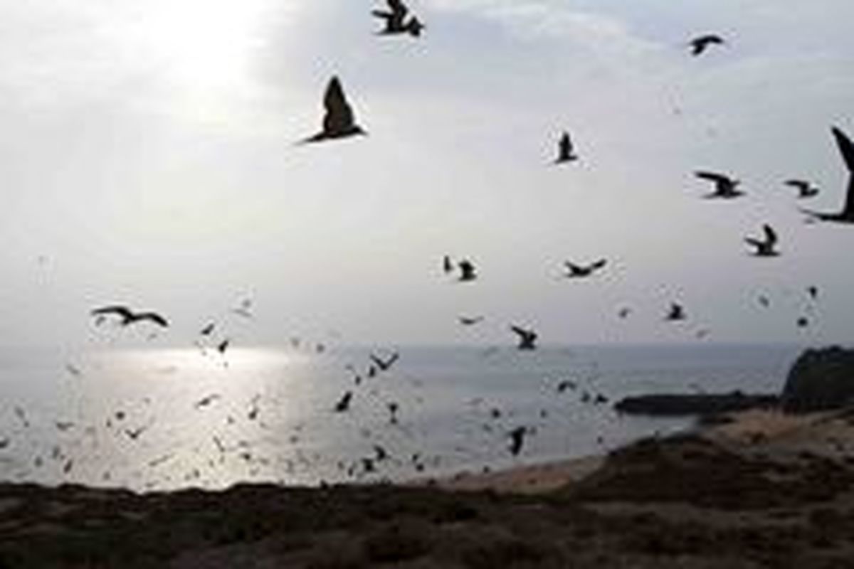 حضور پرندگان مهاجر آبزی در تالاب های استان اردبیل