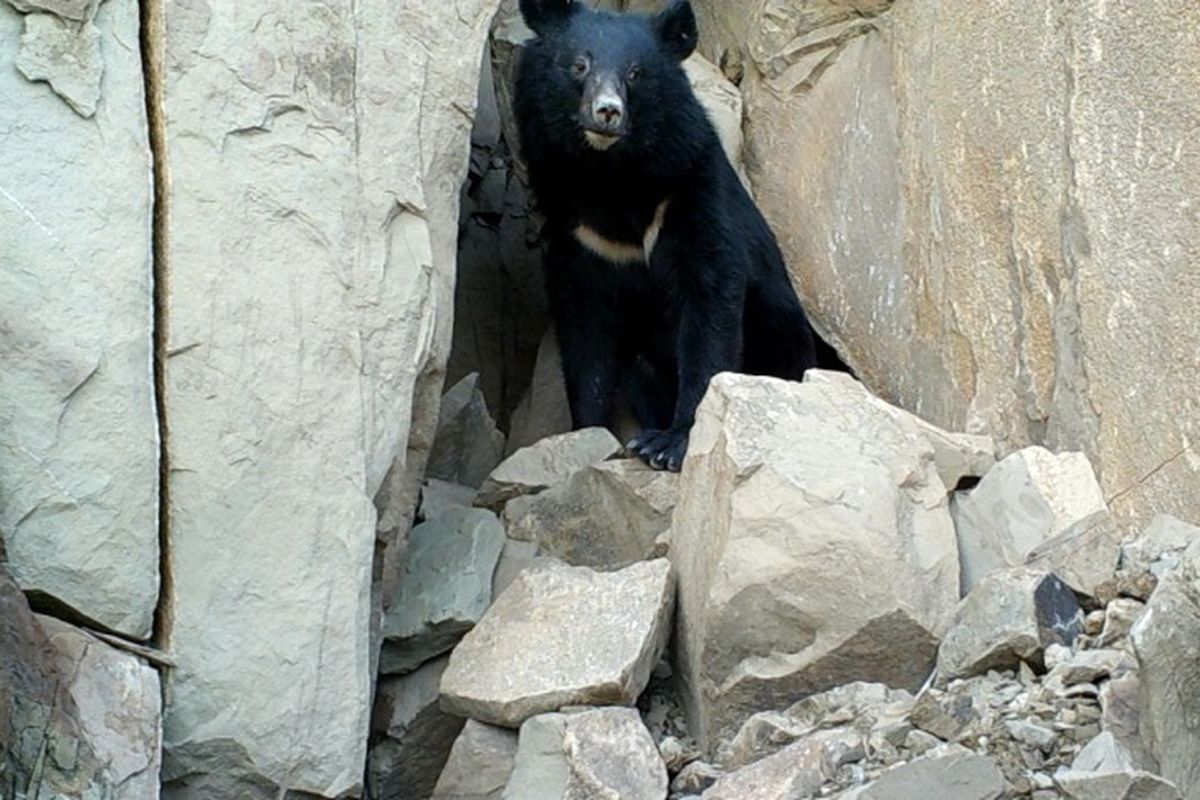 ثبت تصاویر خرس سیاه آسیایی در زیستگاه های بشاگرد، هرمزگان