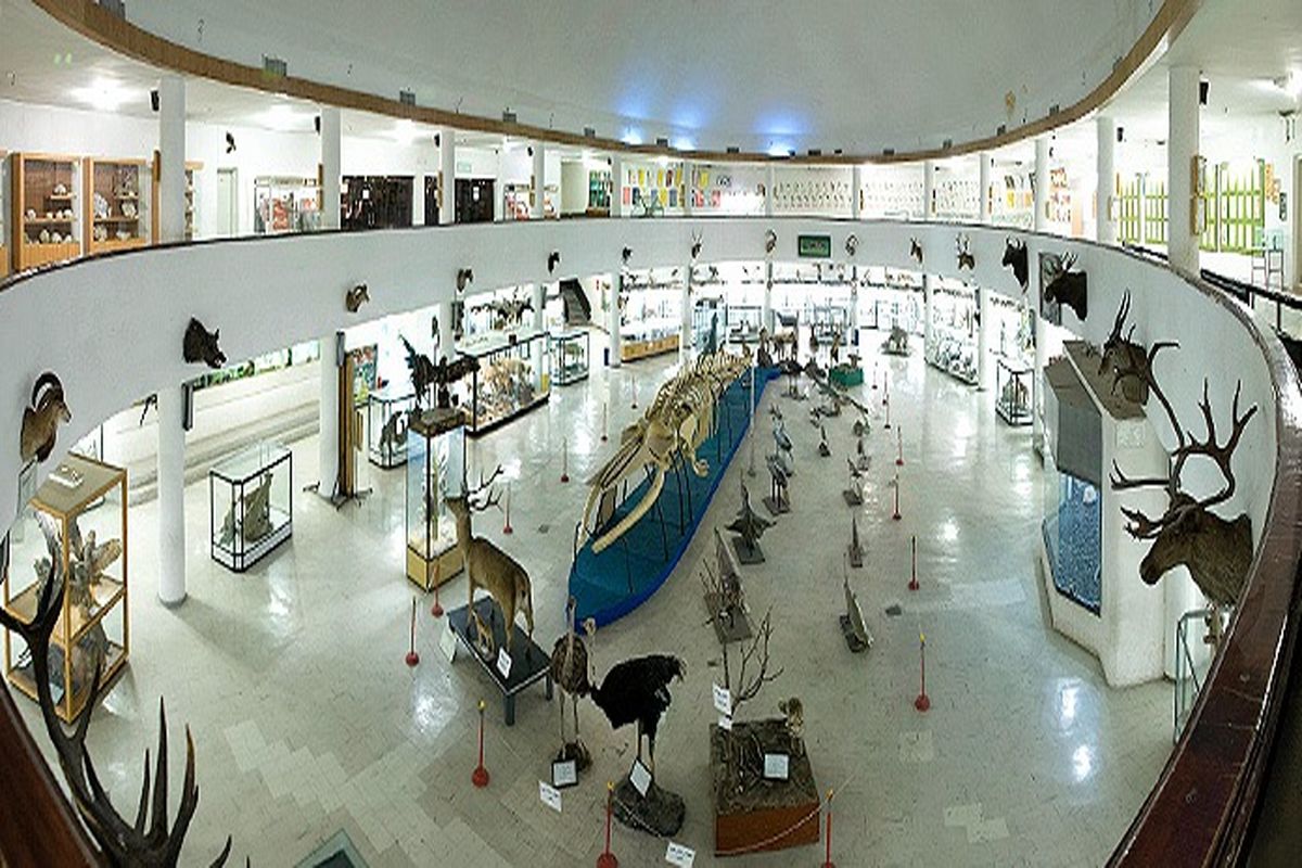 موزه تاریخ طبیعی شیراز